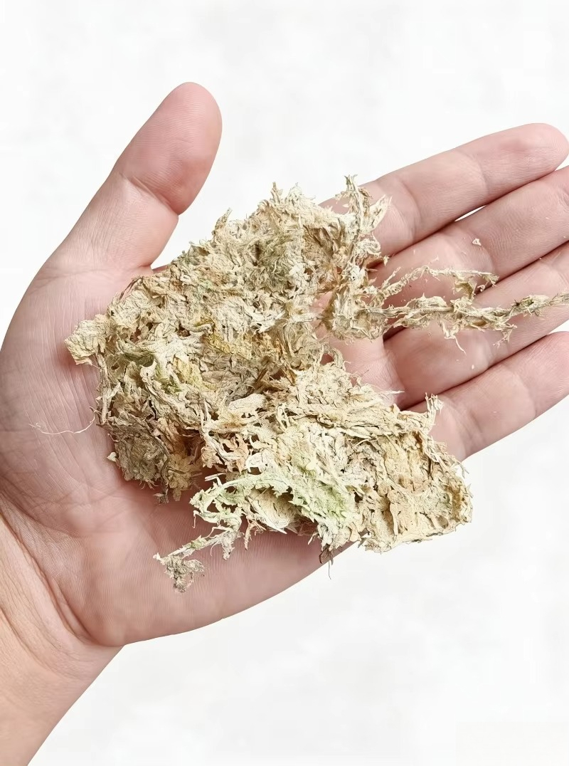 고급 스파그넘 이끼 (난초용) 압축 블록, 파충류 테라 - Sphagnum Moss Dry 리뷰 및 가격